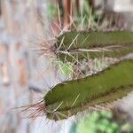 Leptocereus wrightii Hoja
