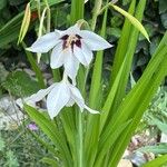 Gladiolus murielae Flower