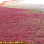 Salicornia procumbens Характер