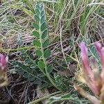 Astragalus incanus Blatt