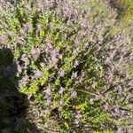 Teucrium marum 花