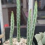 Kleinia stapeliiformis Hoja