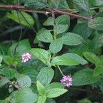 Lantana trifolia Habit