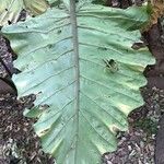 Alocasia macrorrhizos Levél