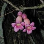 Schlegelia nicaraguensis Flower