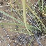 Cyperus conglomeratus 葉