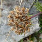 Anthyllis montana Ffrwyth