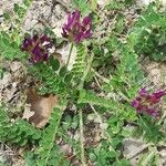 Astragalus hypoglottis Habitus