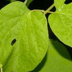 Amphilophium paniculatum Leaf