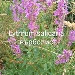 Lythrum salicariaKvet