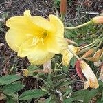 Oenothera glaziovianaKvet