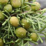 Juniperus phoenicea Fruit