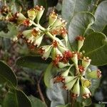 Syzygium wagapense Плід