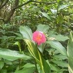 Costus guanaiensis Цветок