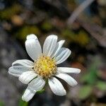 Solidago ptarmicoides 花