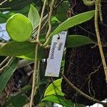 Hoya finlaysonii Drugo