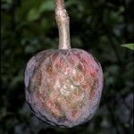 Annona reticulata Φρούτο