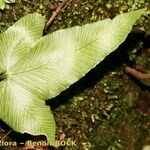 Asplenium hemionitis autre