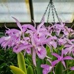 Laelia speciosaFlor