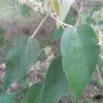 Croton urucurana Leaf