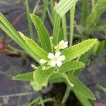 Caperonia castaneifolia Blüte