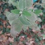 Salvia fruticosa 葉