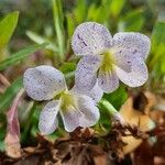 Viola palustris Fleur