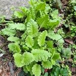 Primula sieboldii Hostoa