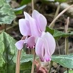 Cyclamen hederifoliumFloro