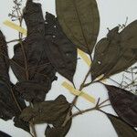 Miconia poeppigii Other