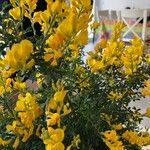 Genista canariensis Bloem