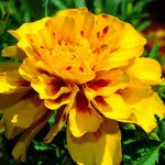 Tagetes erecta 花