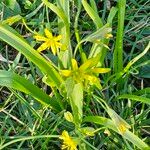 Gagea lutea Blomma