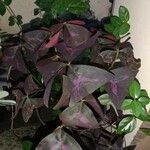 Oxalis triangularis برگ