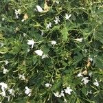 Jasminum officinale برگ