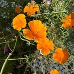 Eschscholzia caespitosaFlower