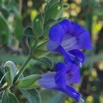 Barleria ventricosa Flower