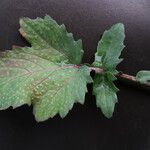 Brassica fruticulosa Hoja
