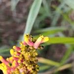 Palicourea rigida Flower