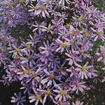Galatella sedifolia موطن
