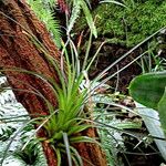 Tillandsia punctulata Hábito