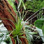 Tillandsia punctulata Alkat (teljes növény)