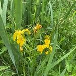 Iris pseudacorusFlower