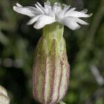 Silene douglasii Flower