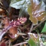 Heuchera micrantha Alia