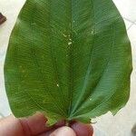 Aquarius cordifolius Leaf