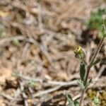 Helianthemum salicifolium Fula