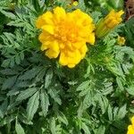 Tagetes erecta花