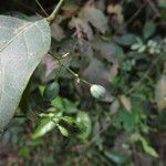 Pouchetia africana Fruto