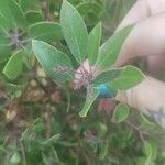 Arctostaphylos pungens Folio